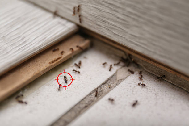 Best Affordable Pest Control Services  in Lakes West, CT