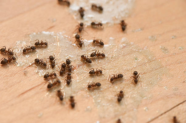 Best Flea Control Services  in Lakes West, CT